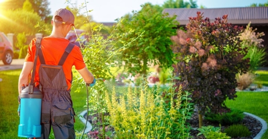gardener spraying tall plants with pesticides